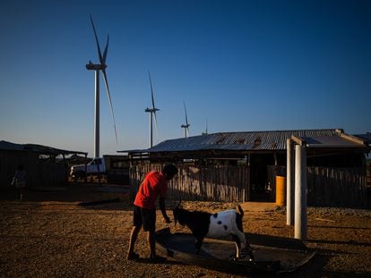 Un campo eólico del proyecto La Guajira 1, en la comunidad Taruasaru (Colombia), el 2 de marzo de 2023.