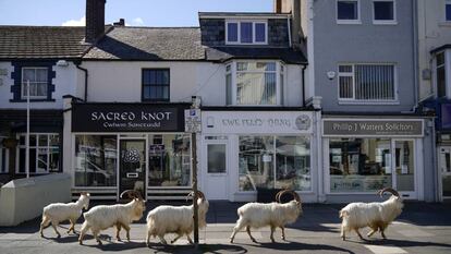 Un grupo de cabras montesas deambula por las calles de Llandudno, en Gales.