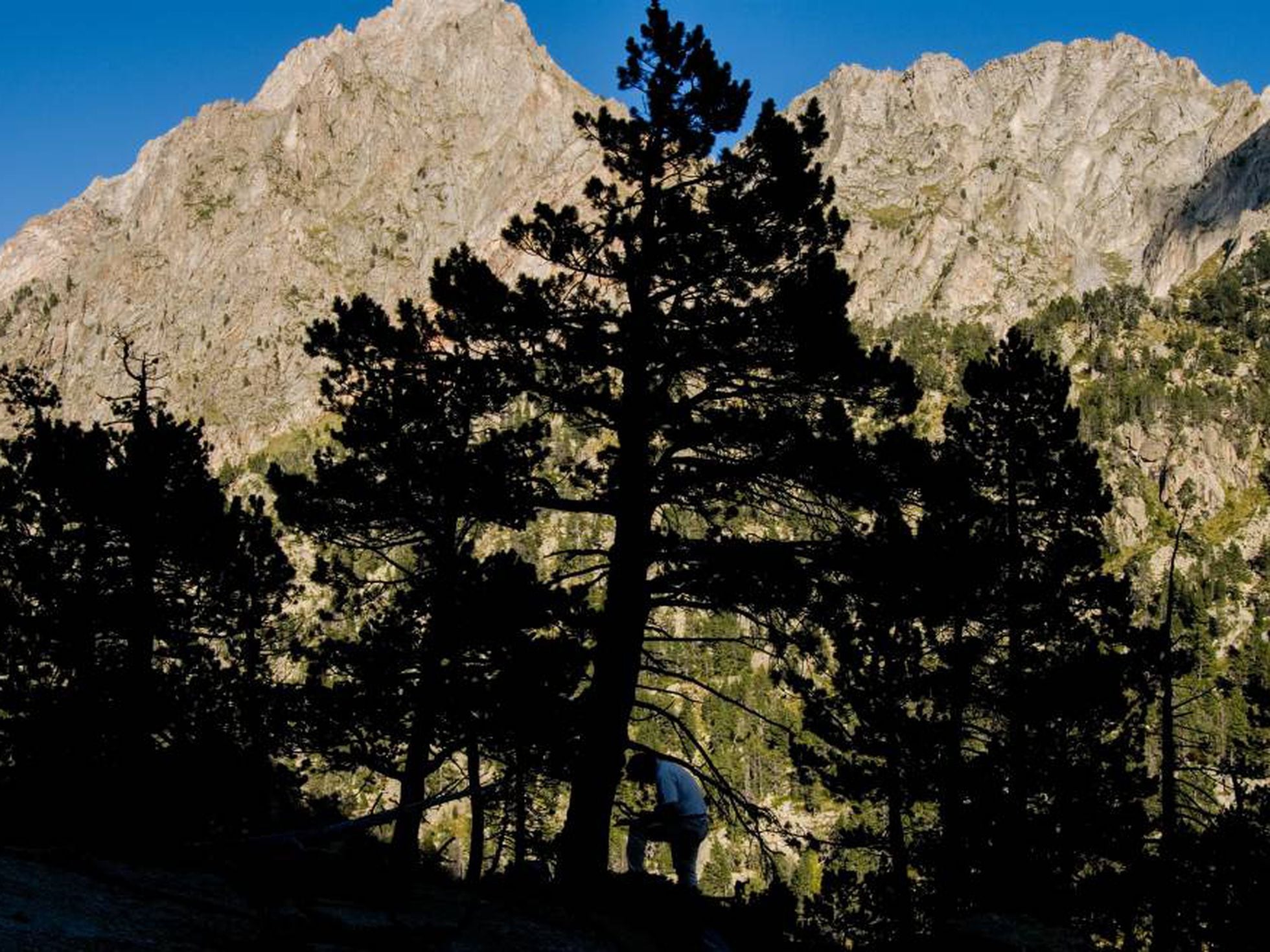 Los árboles cada vez crecen más rápido y mueren antes | Ciencia | EL PAÍS