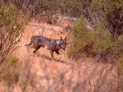 Lobos