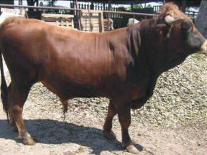 Fotografía facilitada por el Instituto Murciano de Investigación y Desarrollo Agrario y Alimentario (IMIDA) que trabaja en la recuperación y conservación de las razas ganaderas autóctonas en peligro de extinción, como el cerdo 'Chato Murciano', la vaca 'Murciana-Levantina' y la gallina murciana. En la imagen, ejemplar de toro de la bovina raza "Murciano-Levantina".