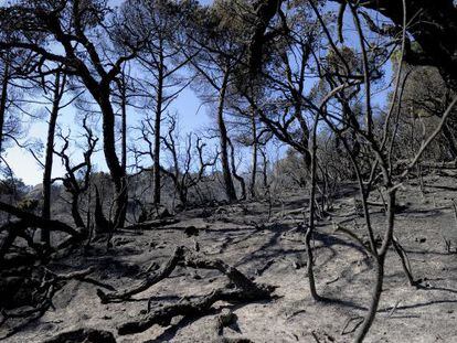 Estado en el que qued&oacute; el bosque tras el incendio en las cercan&iacute;as de Llagostera. 