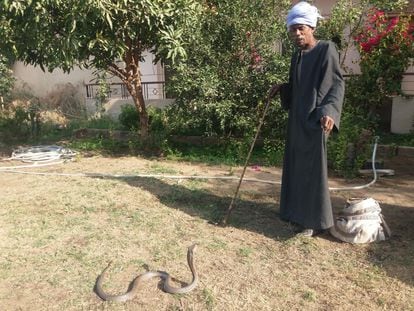 El especialista en capturar serpientes Abdul Hamed, con una cobra en el jardín del Hotel New Memnon de Luxor.