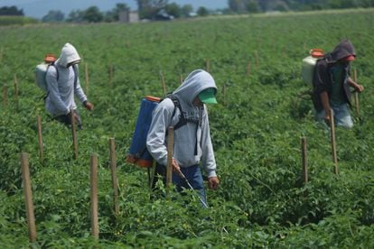 Tres jornaleros rocían pesticidas en un campo de cultivo en Tanhuato, Michoacán.