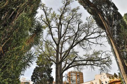 El Ginkgo es un árbol medicinal único en el mundo. Estos ejemplares suelen vivir más de mil años, llegando a alcanzar los 2.500 años. Estos árboles se pueden encontrar en los jardines de Ayora.