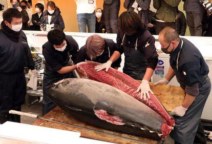 Ha sido adjudicado por 16,88 millones de yenes (128.879 euros) en el mercado de Toyosu en la tradicional primera subasta del año en la lonja de pescado y marisco de Tokio, un precio en descenso por tercer año consecutivo por la pandemia.