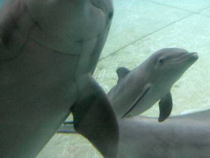 Algunos de los delfines del Acuario de Baltimore que irán al santuario.