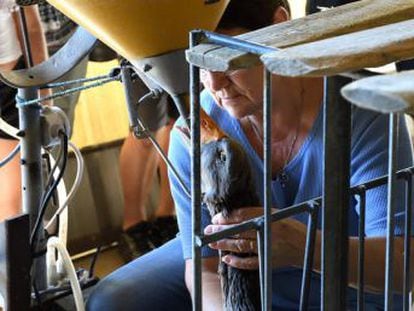 Igualdad Animal publica un minidocumental sobre una granja francesa que alimenta a patos enjaulados con tubos de metal hasta la garganta para producir paté de hígado
