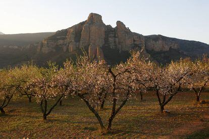 Almendros floridos en Cameros (La Rioja).