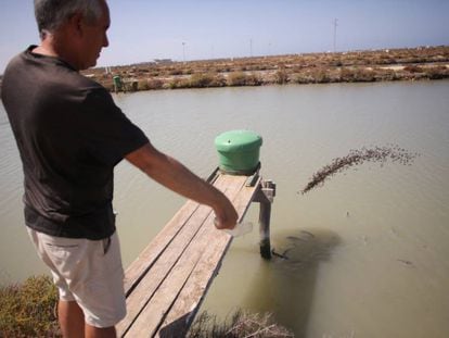Carlos Peci alimenta a los peces de la piscifactor&iacute;a en crisis, en San Fernando.