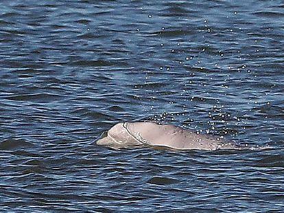 La ballena beluga avistada esta semana en el Támesis.