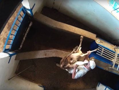 Captura del vídeo en el que Equalia denuncia el maltrato animal en el matadero Cárnicas Salvanés SL. En vídeo, imágenes de una cámara oculta en un matadero de Villarejo de Salvanés.