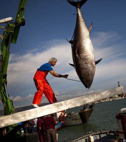Pesca del atún rojo en Barbate, Cádiz, en 2011.