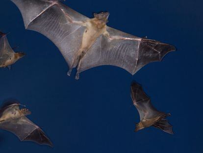 Murciélagos frugívoros en su migración anual hasta el parque nacional de Kasanka, en Zambia.