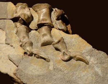 Contorno de dedos y las almohadillas plantares del dinosaurio &#039;Concavenator corcovatus&#039;.