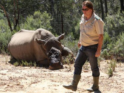 Un rinoceronte blanco abatido por furtivos en Sud&aacute;frica en 2012.