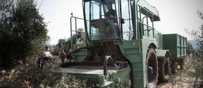 Una maquina recogiendo ramas de olivo en una finca de Andalucía.