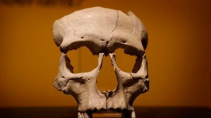 El cráneo ritual íbero hallado en Olèrdola.