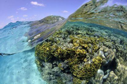 El 33% de los corales formadores de arrecifes están amenazados.