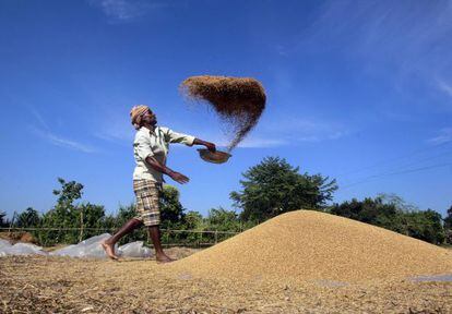 Un agricultor prepara el grano en un campo de Agartala, India.
