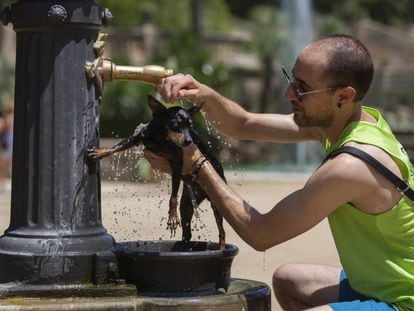 Un hombre refresca a su mascota en una fuente publica en Barcelona.