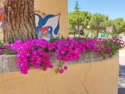 Un muro florido casi sin riego en un colegio de Leganés.
