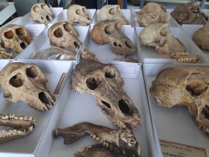 Vista general de algunos cráneos de babuino analizados en el estudio.