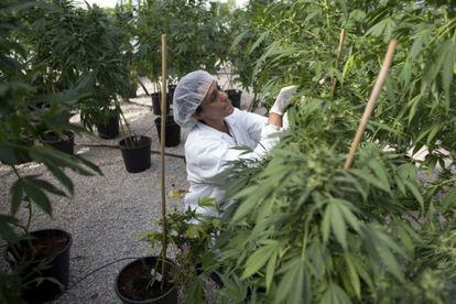 Una mujer trabaja en un invernadreo de marihuana para uso médico en Israel.