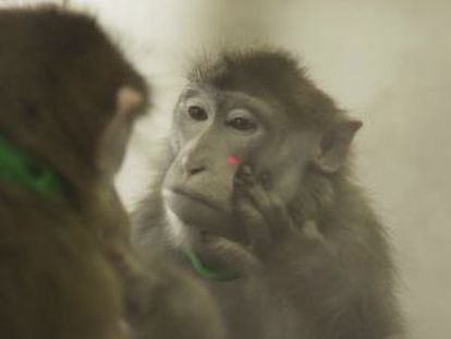 Uno de los macacos del estudio, durante los experimentos.