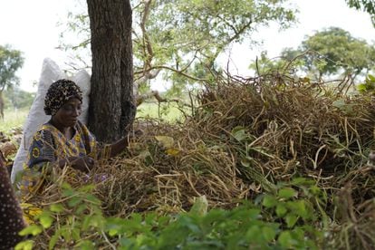 Zerbo acoge en su casa a 20 mujeres con sus hijos. Durante su tiempo libre también ayuda en el campo de las desplazadas. En la imagen, separa la vaina de las hojas.