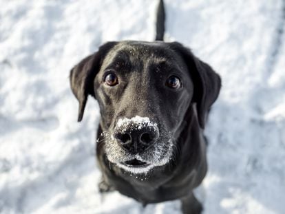 Un labrador en la nieve.