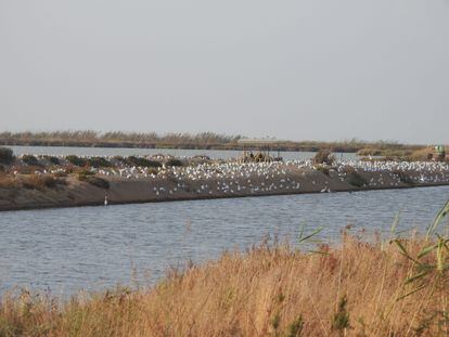 Aves en la finca Veta la Palma, en el Espacio Natural de Doñana, en 2018. / MANUEL MÁÑEZ (ESTACIÓN BIOLÓGICA DE DOÑANA)