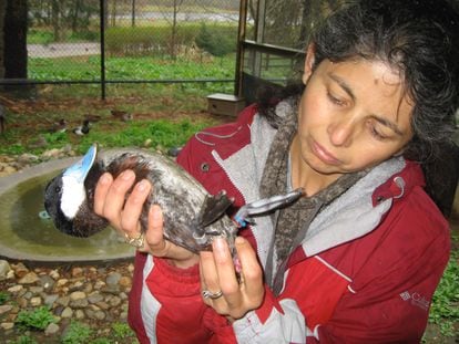 La investigadora, en pleno trabajo de campo con un pato zambullidor.