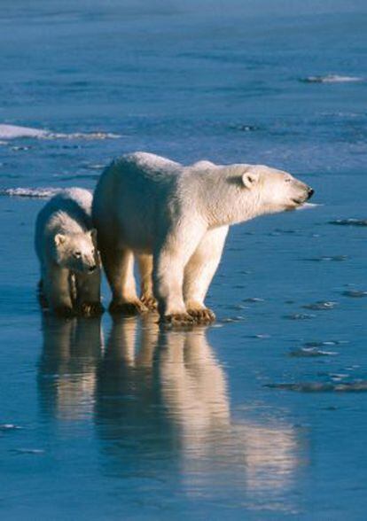 Oso polar hembra con su cría en un lago helado en Canadá.