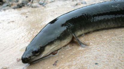 Una anguila americana, amenazada por la sobrepesca.