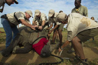 Una vez dormidos, los rinocerontes son estudiados al detalle y se toman muestras del animal. Con lo ojos vendados, y mientras dura la sedaci&oacute;n, se les corta el cuerno de la forma m&aacute;s cuidadosa posible.