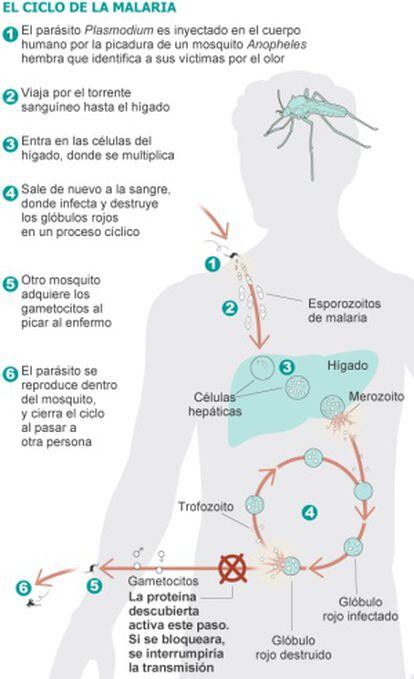 El ciclo de la malaria.