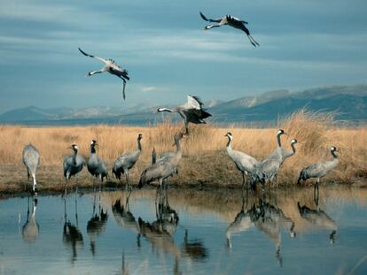 Desde 1977, el Día Mundial de los Humedales se celebra cada 2 de febrero, ya que en esa fecha se firmó, en 1971, el Convenio sobre los Humedales en la ciudad de Ramsar (Irán): el primero relativo a la conservación y uso racional de estos ecosistemas. La Laguna de Gallocanta (en la foto), en el límite de las provincias de Zaragoza y Teruel (Aragón), “es el humedal de grullas más importante de Europa; aproximadamente 130.000 entran en España desde el Norte, y prácticamente todas terminan parando aquí, es como su estación de servicio”, describen los técnicos de SEO/BirdLife. Una cuenca endorreica de montaña a unos 1.000 metros de altitud, con una longitud y anchura máximas de 7,5 y 2,5 kilómetros respectivamente. Su salinidad es muy alta, ya que sus aguas proceden principalmente de torrentes subterráneos. La web de la Red Natural de Aragón la define como “el mayor humedal salino de la península ibérica y el mejor conservado de Europa occidental”.
