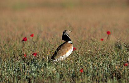 Las cercetas desaparecen de los humedales y las aves esteparias, de los  campos | Clima y Medio Ambiente | EL PAÍS