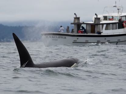 A killer whale swims in Monterey Bay, California.