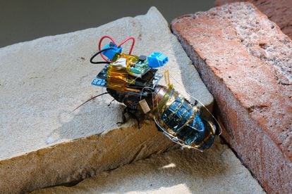 The cockroach with his rechargeable device after climbing an obstacle.