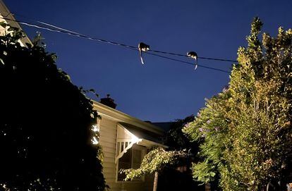 Two ring-tailed phalangers in front of a house in the Melbourne region (Australia).