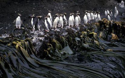 Un grupo de ping&uuml;inos crestados en Nueva Zelanda. 
