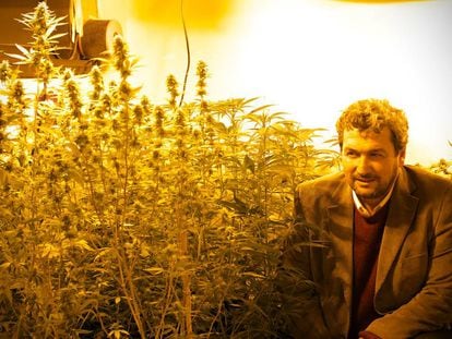 El científico Darío Andrinolo observa la floración de las especies de cannabis bajo investigación.