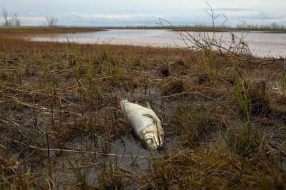 Un pez muerto en el río Ambárnaya, a las afueras de Norilsk y afectado por el vertido, el jueves. 