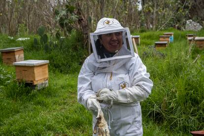 Abejas, el termómetro del planeta