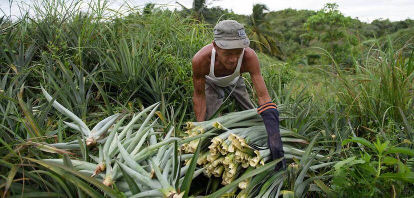 Hojas de piña para vestir a la moda | Economía | EL PAÍS