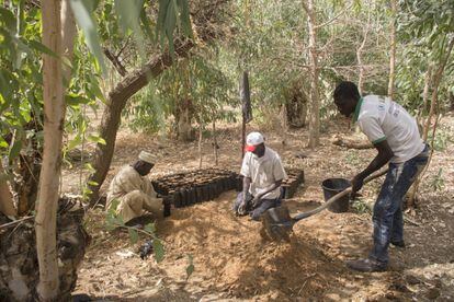 Tres hombres trabajan en un nuevo vivero en Tera (Níger). La recuperación de la tierra genera nuevas oportunidades de vida y de futuro que, según algunos expertos, evitan la migración de miles de personas (y sobre todo, jóvenes) y los conflictos a los que estos desplazamientos podrían dar lugar.