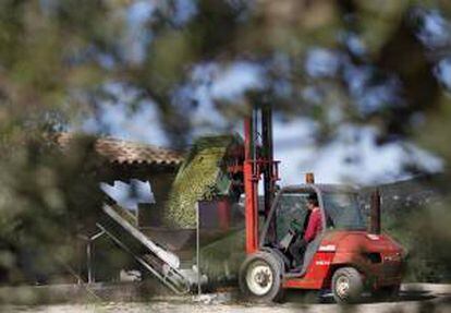 Un agricultor vacía un tractor de aceitunas. EFE/Archivo