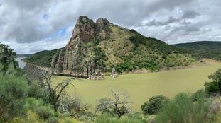 La planta invasora en la zona conocida como 'El Salto del gitano' del Parque Nacional de Monfragüe.